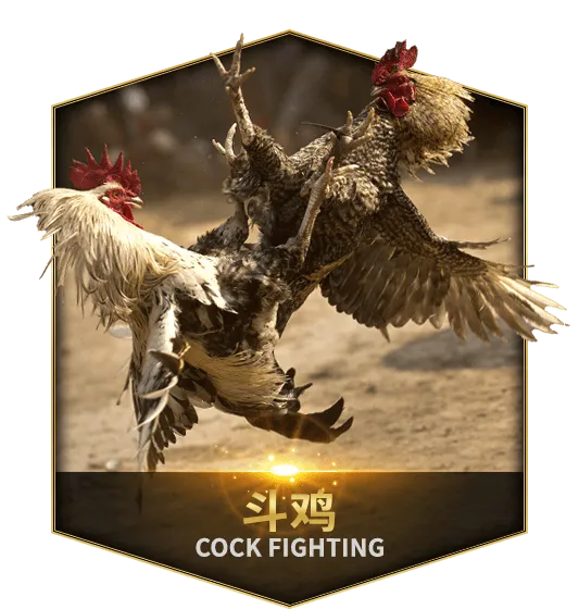 Cock Fighting